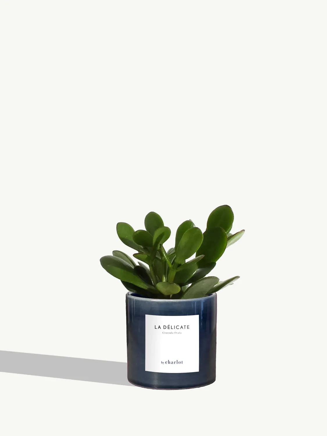 By Charlot La Délicate petite plante pot XS entretien facile