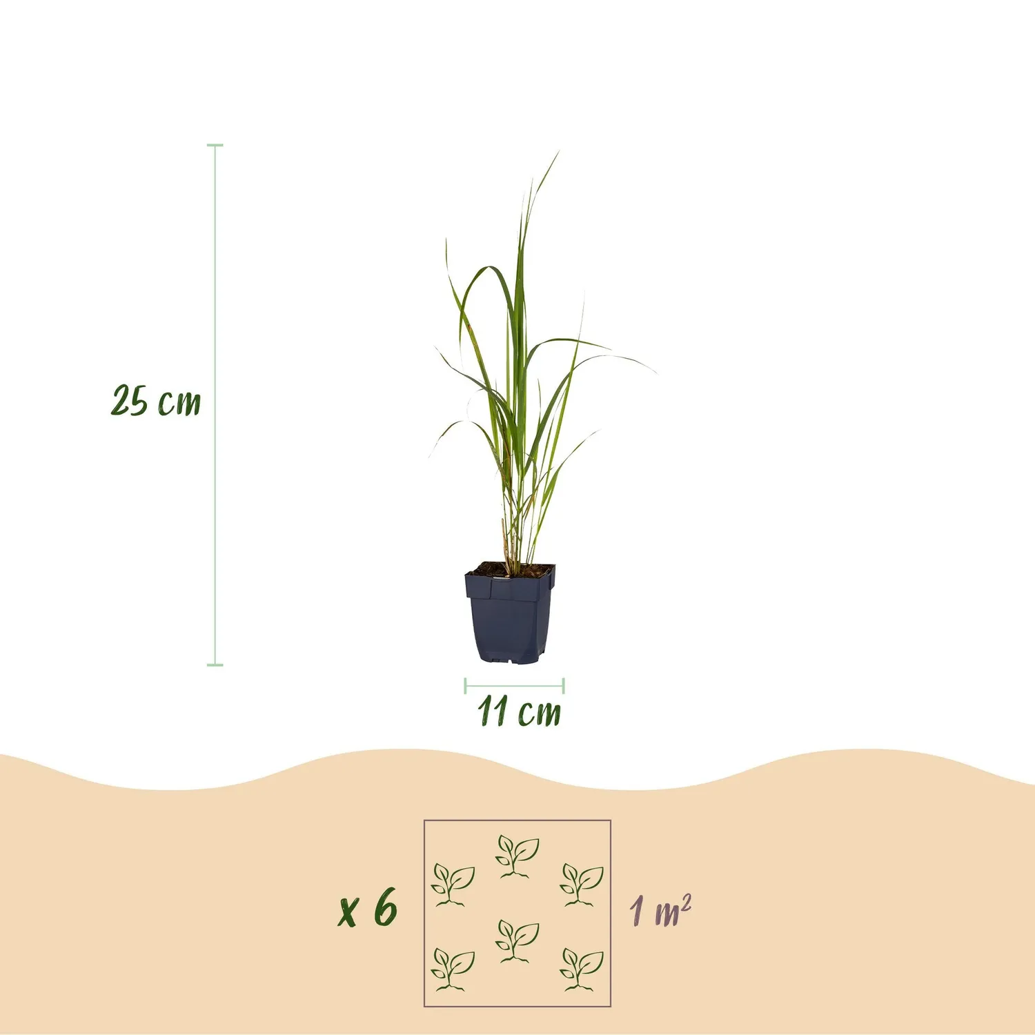 Plant and Stories Molinia Karl Foerster graminée lot 12 pots 11cm