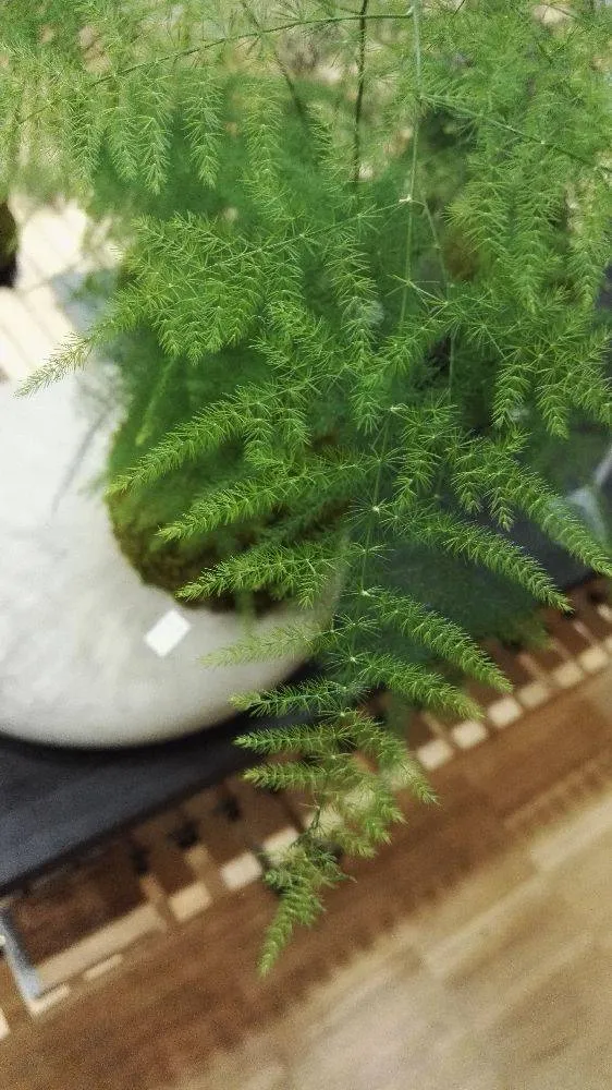 Aquaphyte Kokedama Bassin du Congo Ichi asparagus 10 cm