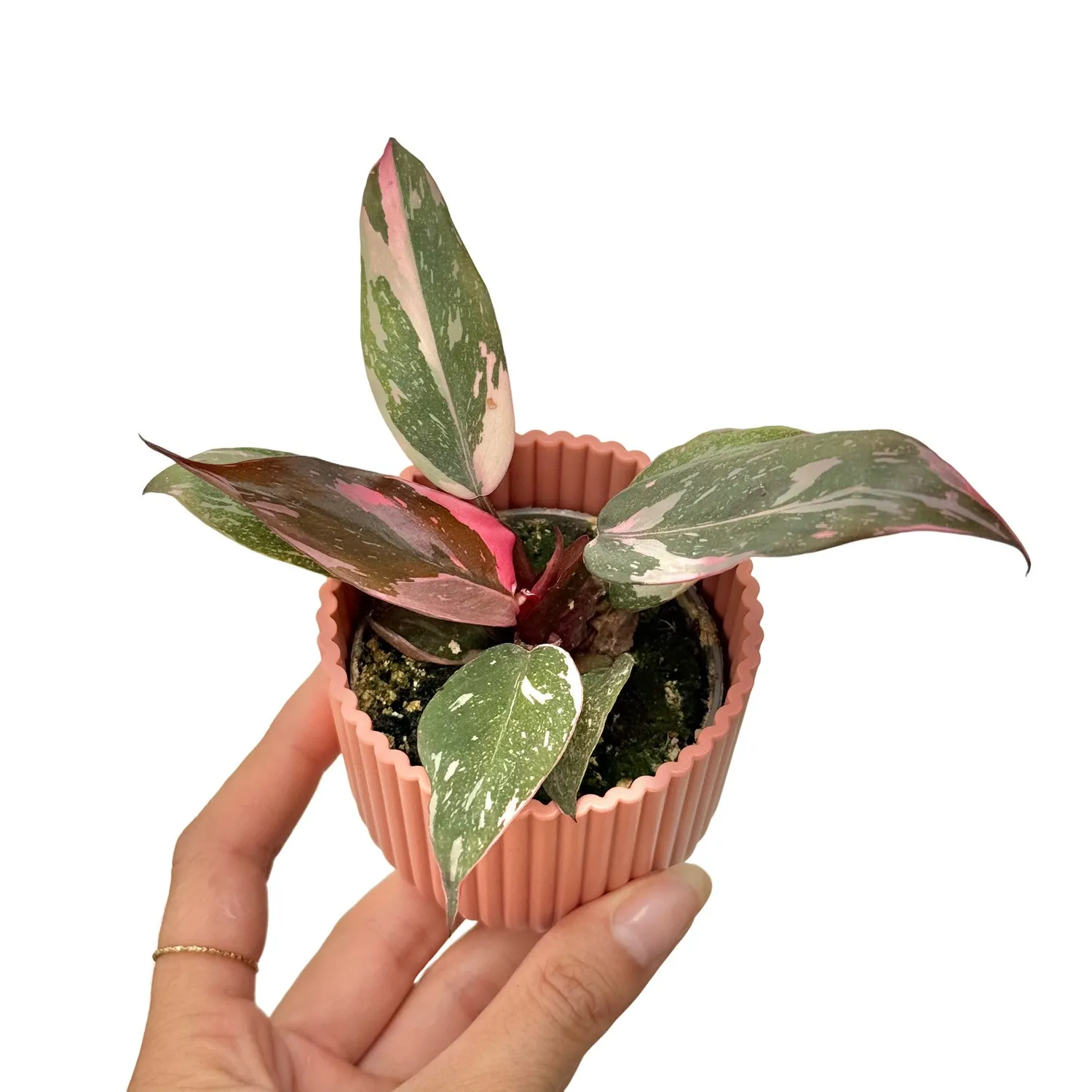 Plant and Stories Philodendron Pink Princess plante d'intérieur pot 6 cm panachée