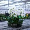 Orchidées de Prestige Brut Double orchidée blanche double hampe