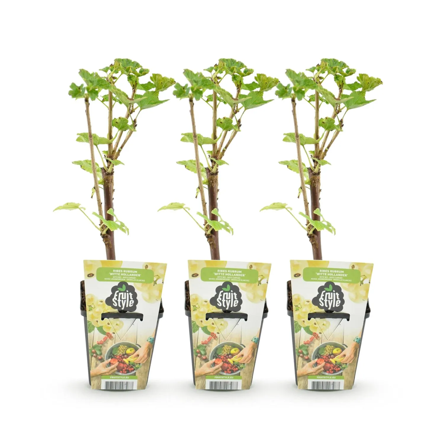 Plant and Stories Groseillier Witte Hollander fruitier pot 9cm lot 3