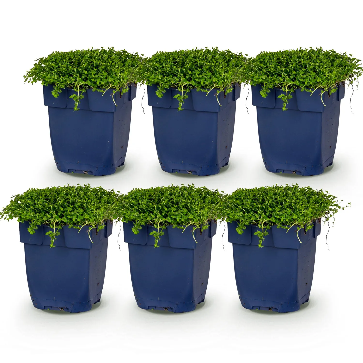 Plant and Stories Isotoma fluviatilis vivace 12 plants pot 11 cm