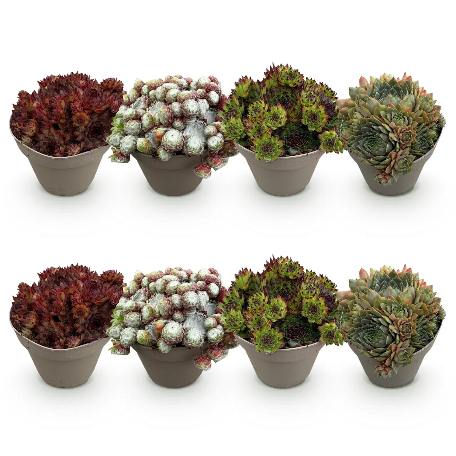Plant and Stories Big Sam joubarbe succulente 4 plants pot 14cm