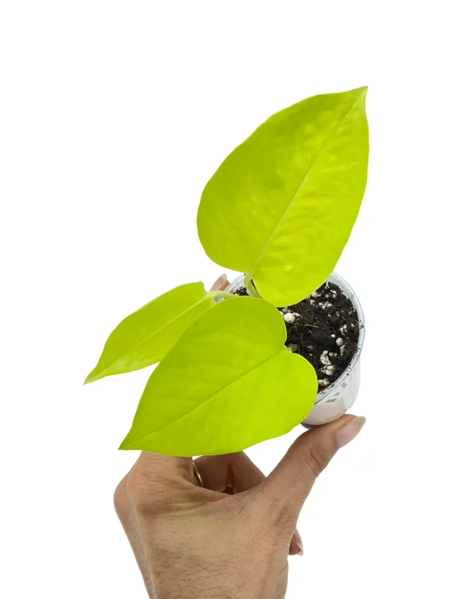 Plant and Stories Epipremnum Néon pothos pot 6cm chartreuse