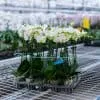 Orchidées de Prestige Brut Sauvage 2 phalaenopsis naturel