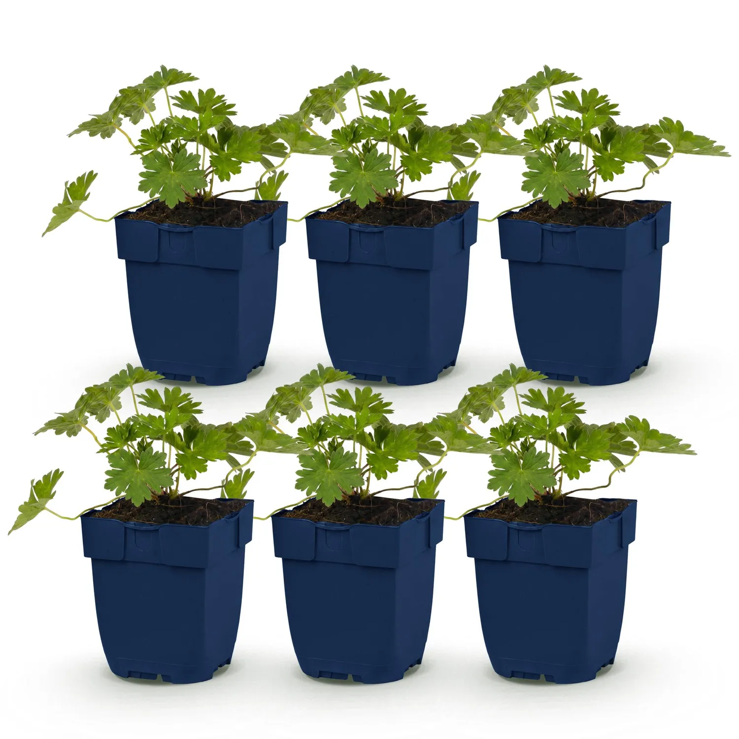 Plant and Stories Géranium Rozanne vivace pot 11 cm violet