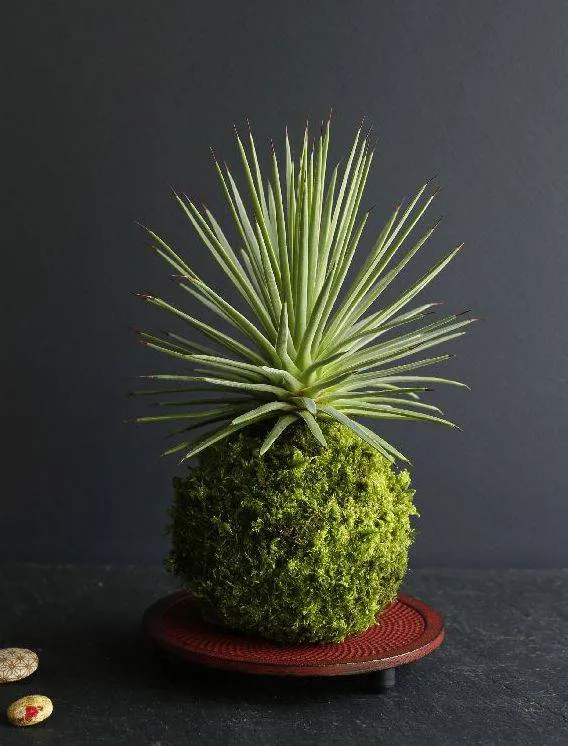 AQUAPHYTE Chichén Itzá Ni kokedama agave nana