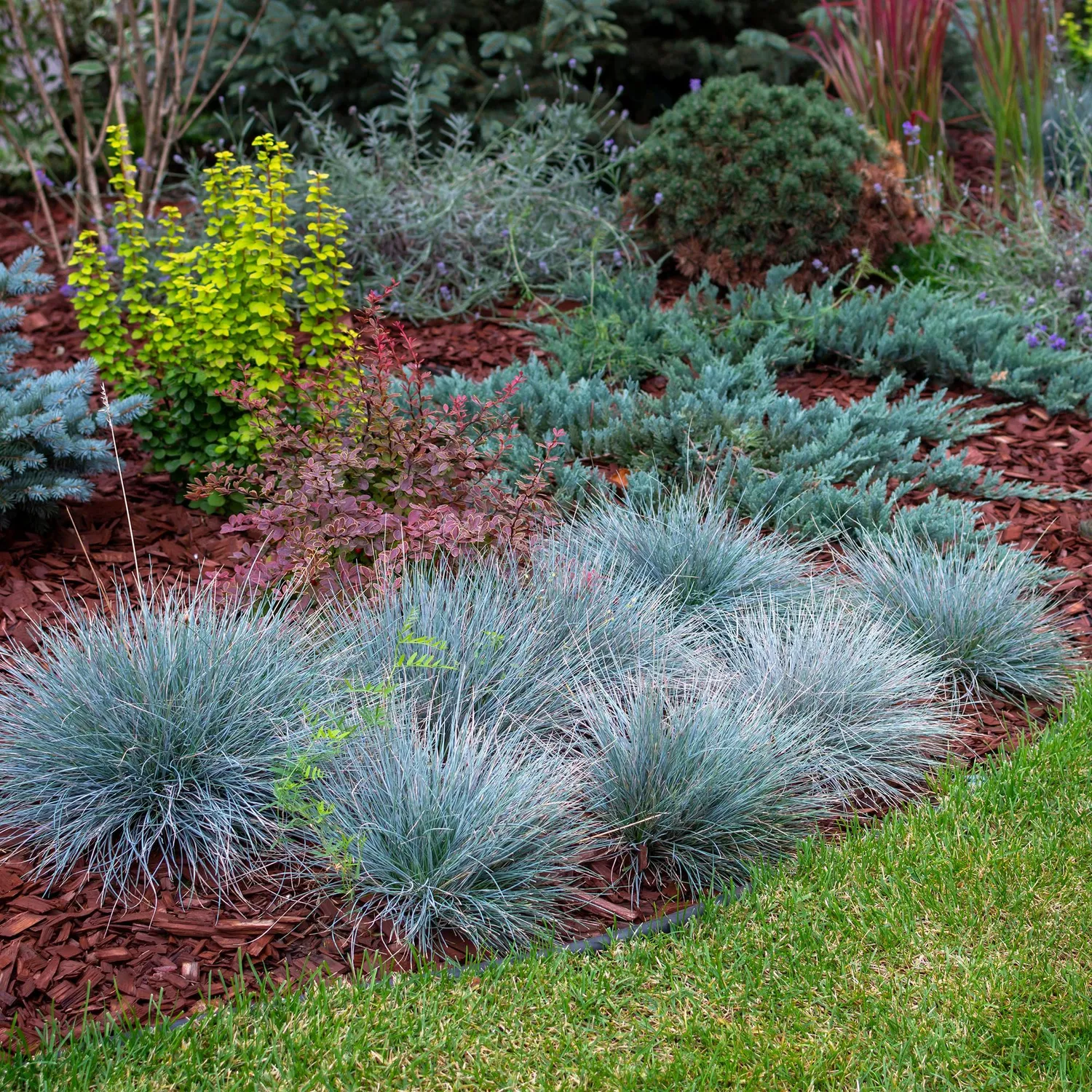 Plant and Stories Festuca Intense Blue graminée pot 17cm