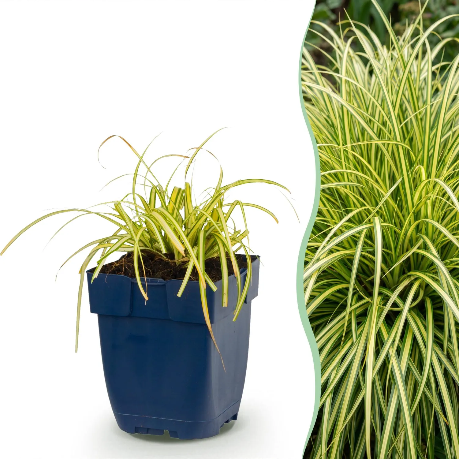 Plant and Stories Carex Evergold graminée pot 11 cm panaché