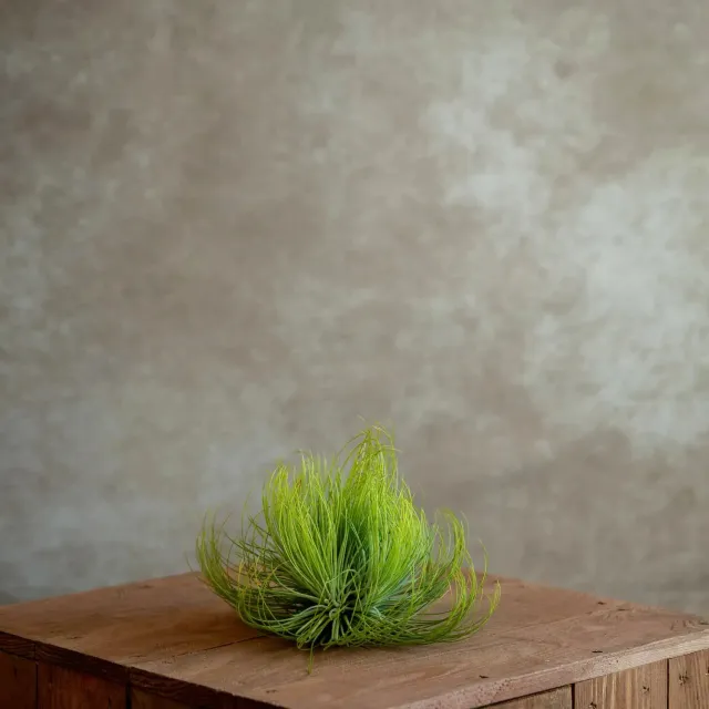Airplantshop Tillandsia Andreana plante aérienne cluster 12 cm