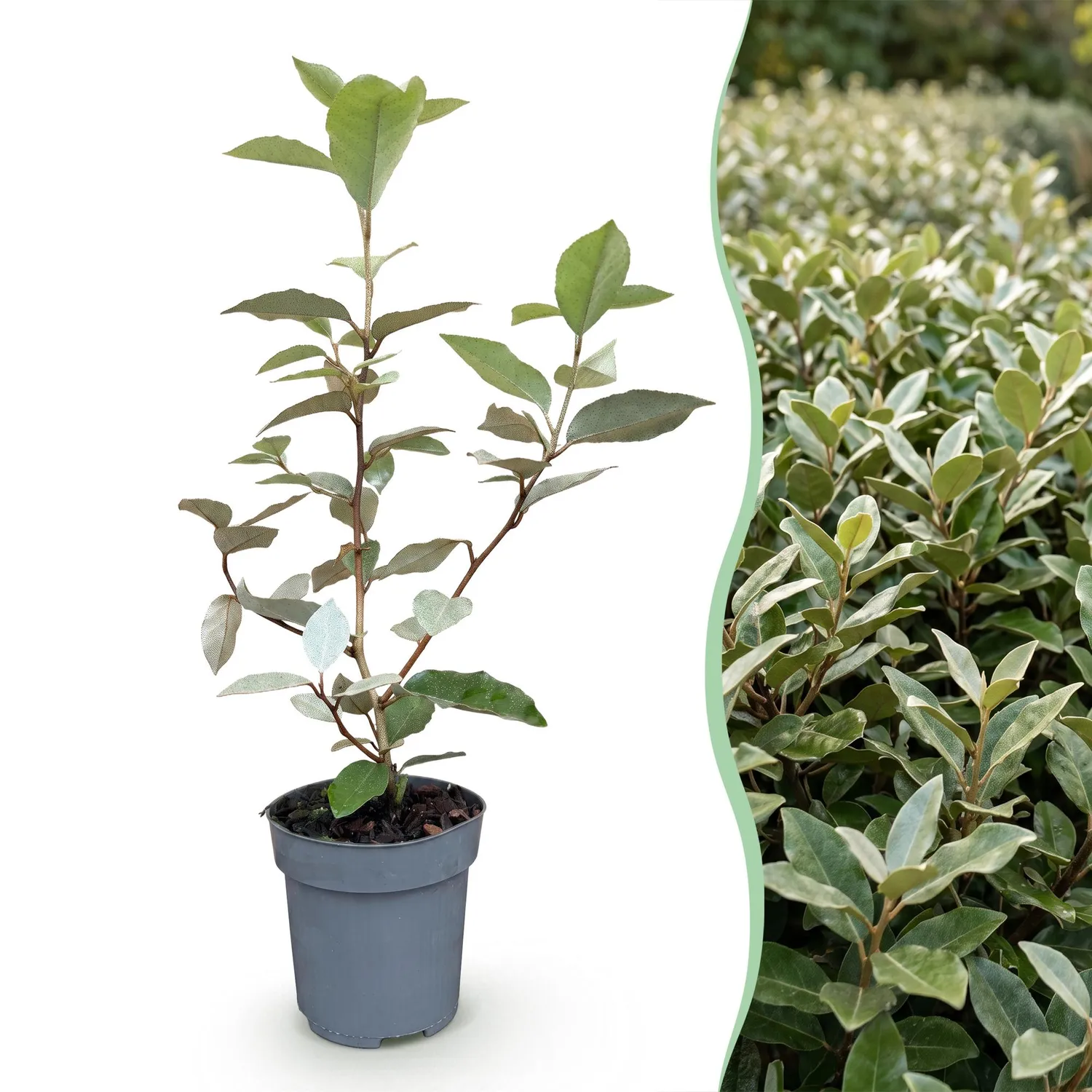 Plant and Stories Chalef Compacta Eleagnus haie persistante pot 9cm