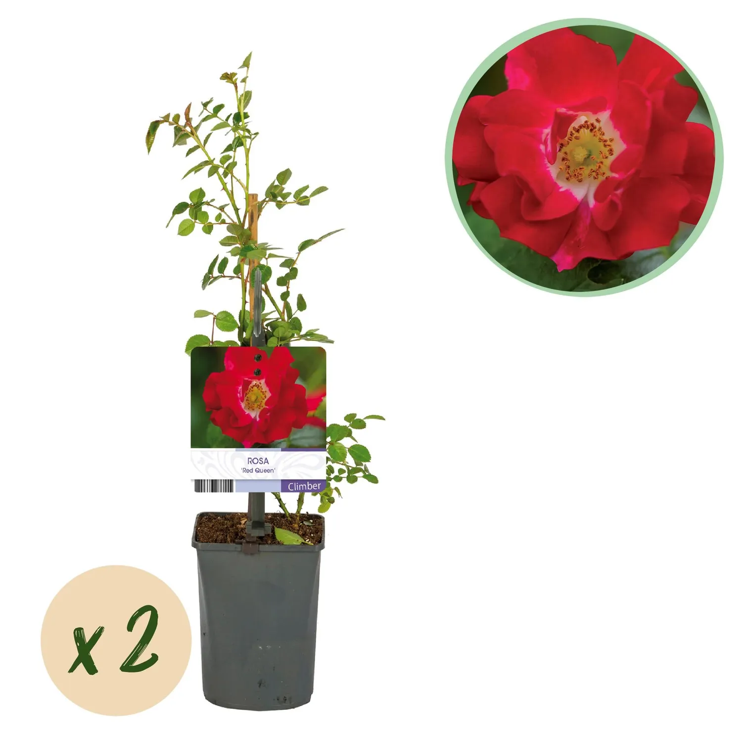 Plant and Stories Red Queen rosier grimpant lot 2 rouge parfumé