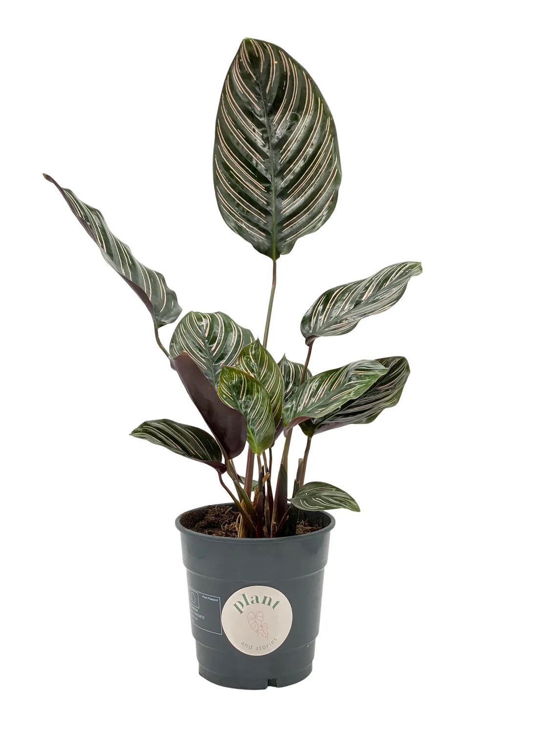 Plant and Stories Ornata Calathea plante pot 6 cm rayures roses