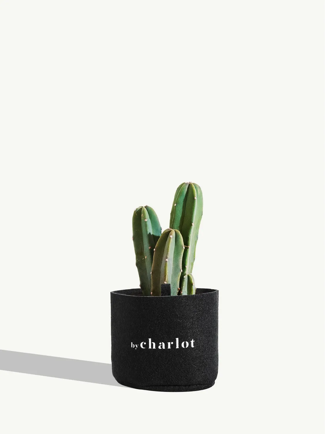 By Charlot Le Poète cactus myrtillocactus taille S