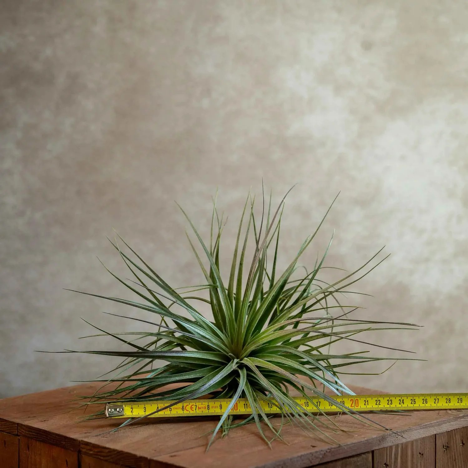Airplantshop Tillandsia Houston plante aérienne XL fleur rose