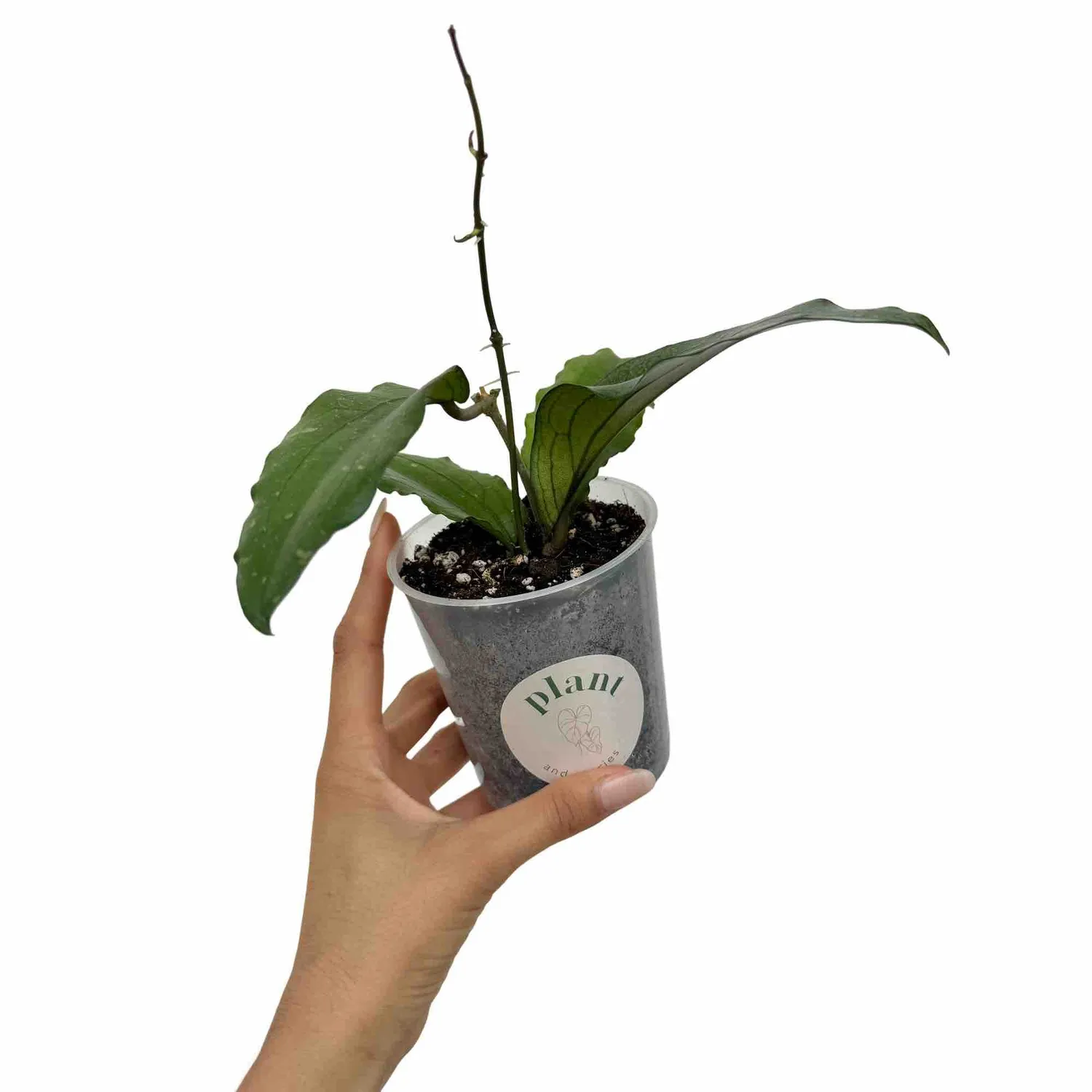 Plant and Stories Hoya Erythrina plante d’intérieur nervures rouges