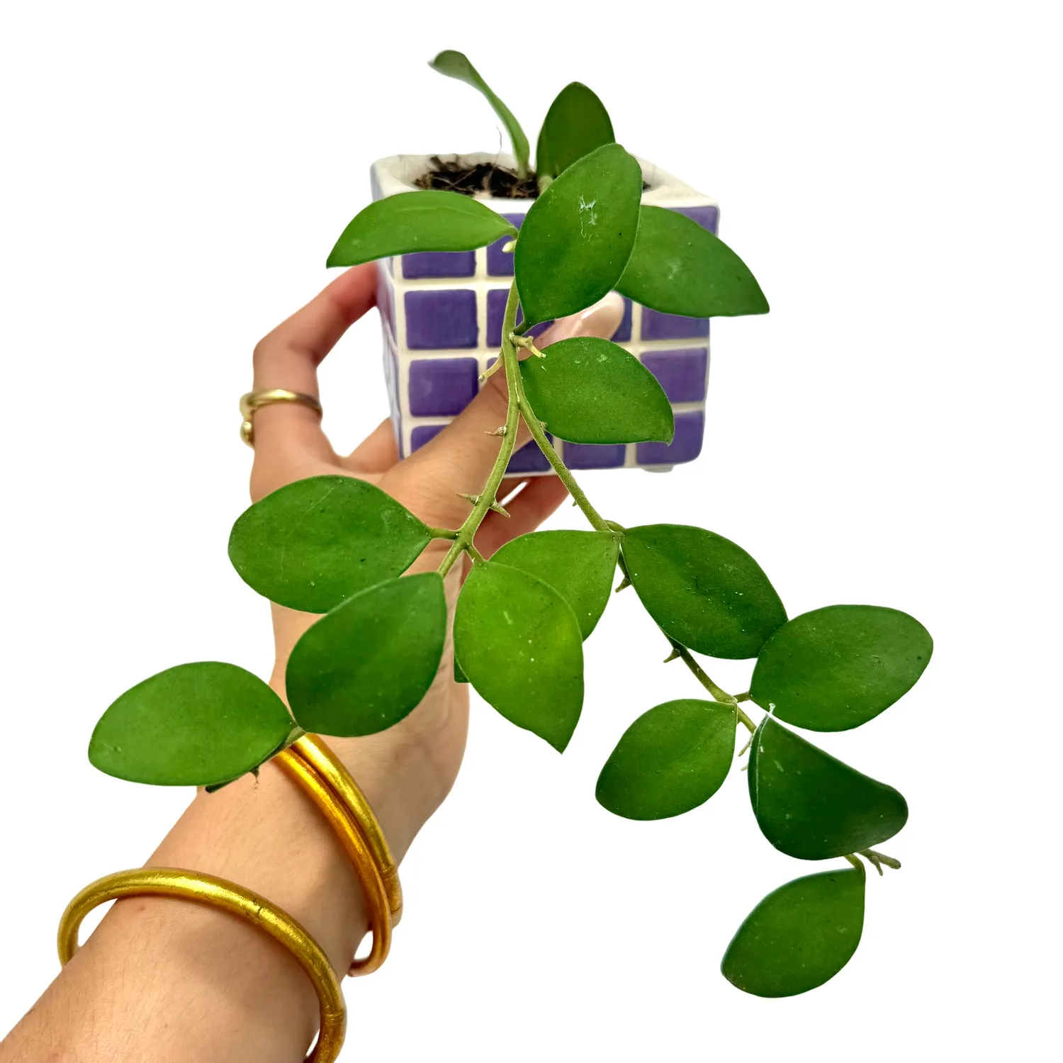 Plant and Stories Hoya Nummularioides plante pot 6 cm parfumée