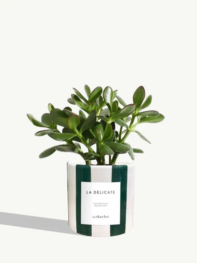 By Charlot La Délicate plante céramique rayé vert intérieur