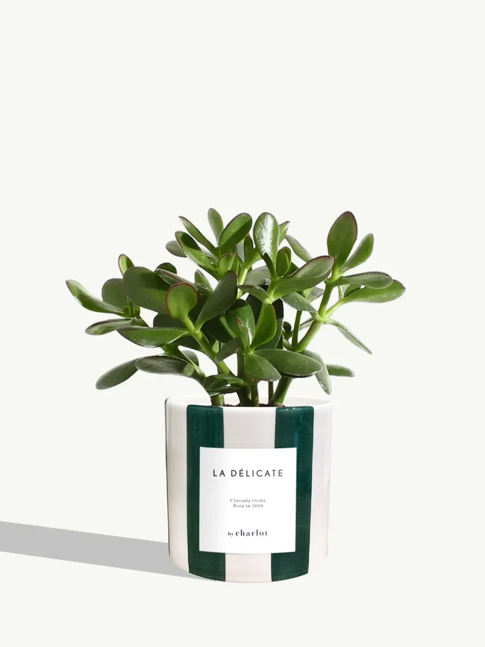 By Charlot La Délicate plante céramique rayé vert intérieur