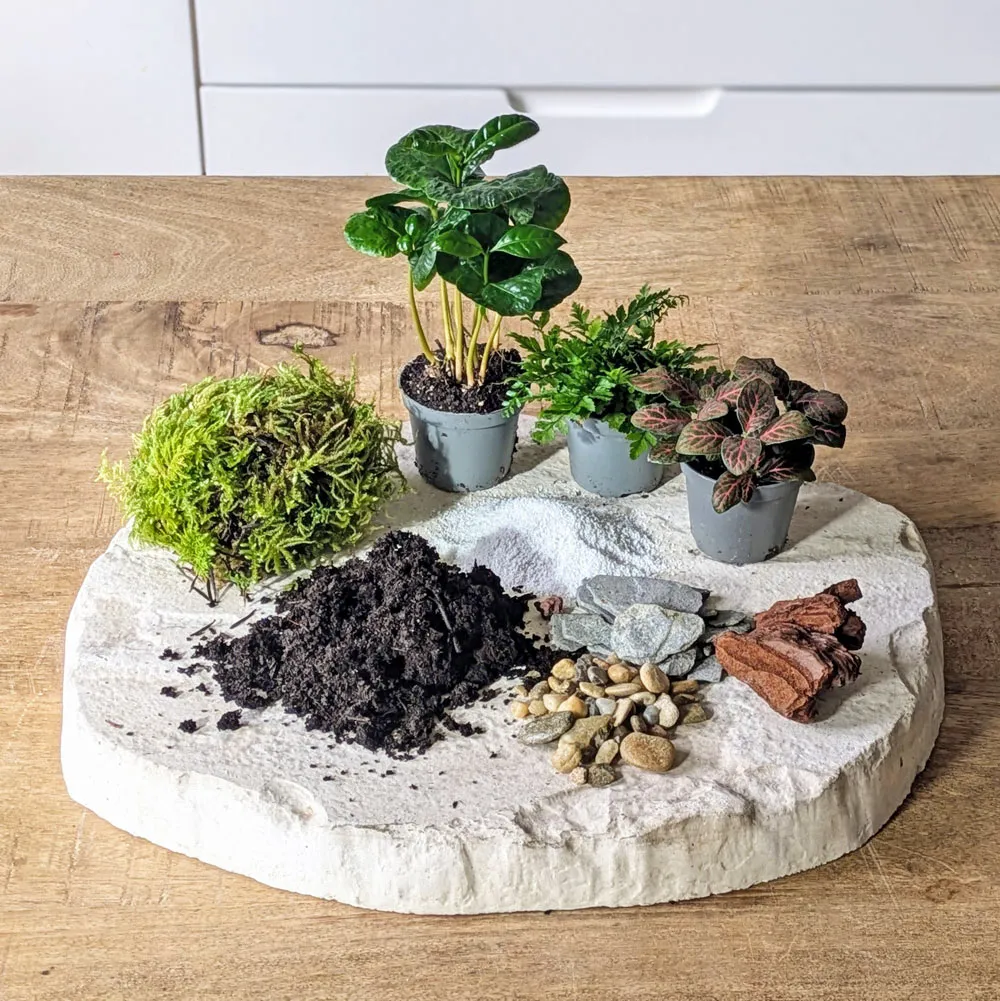 Réconciliation Végétale recharge terrarium grand modèle 3 plantes