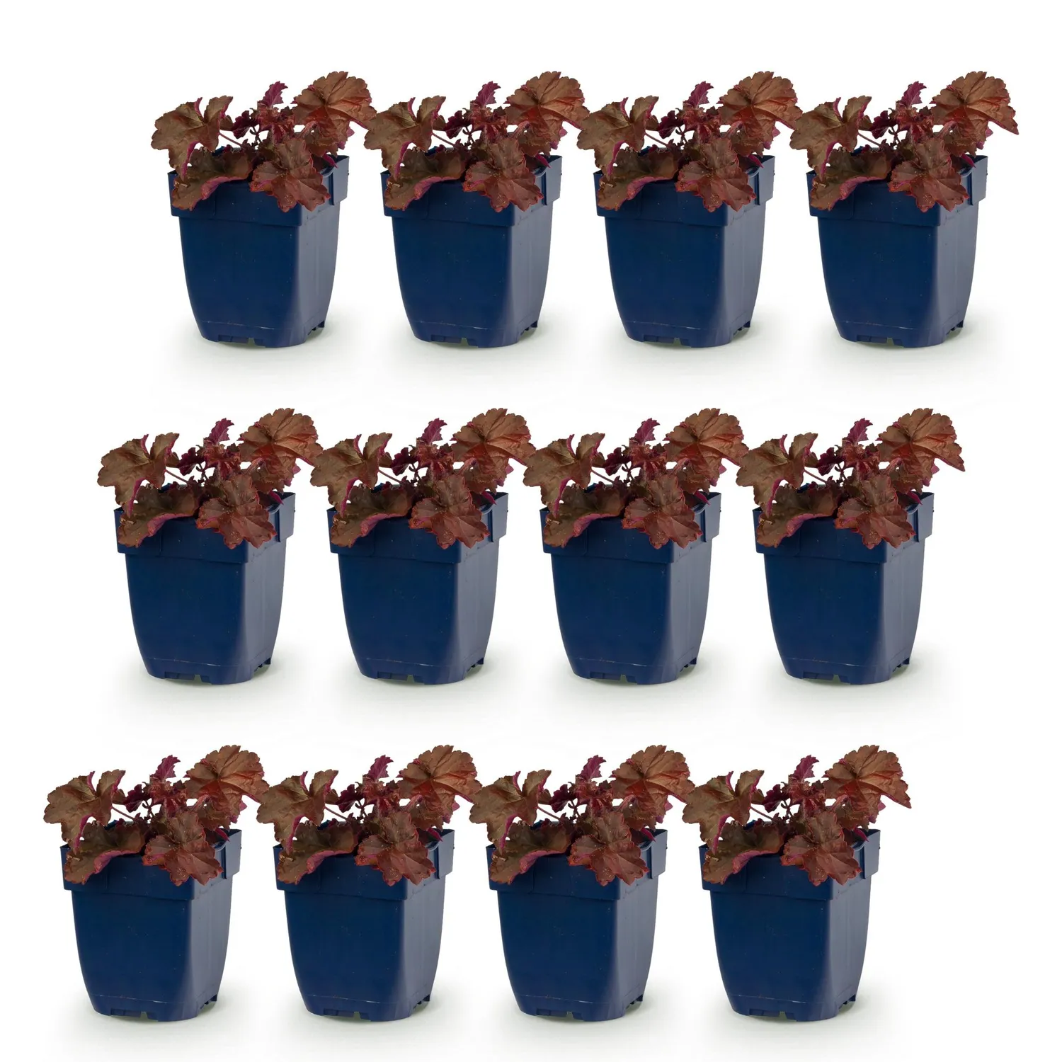 Plant and Stories Heuchère Palace Purple vivace pot 11 cm 1 plant