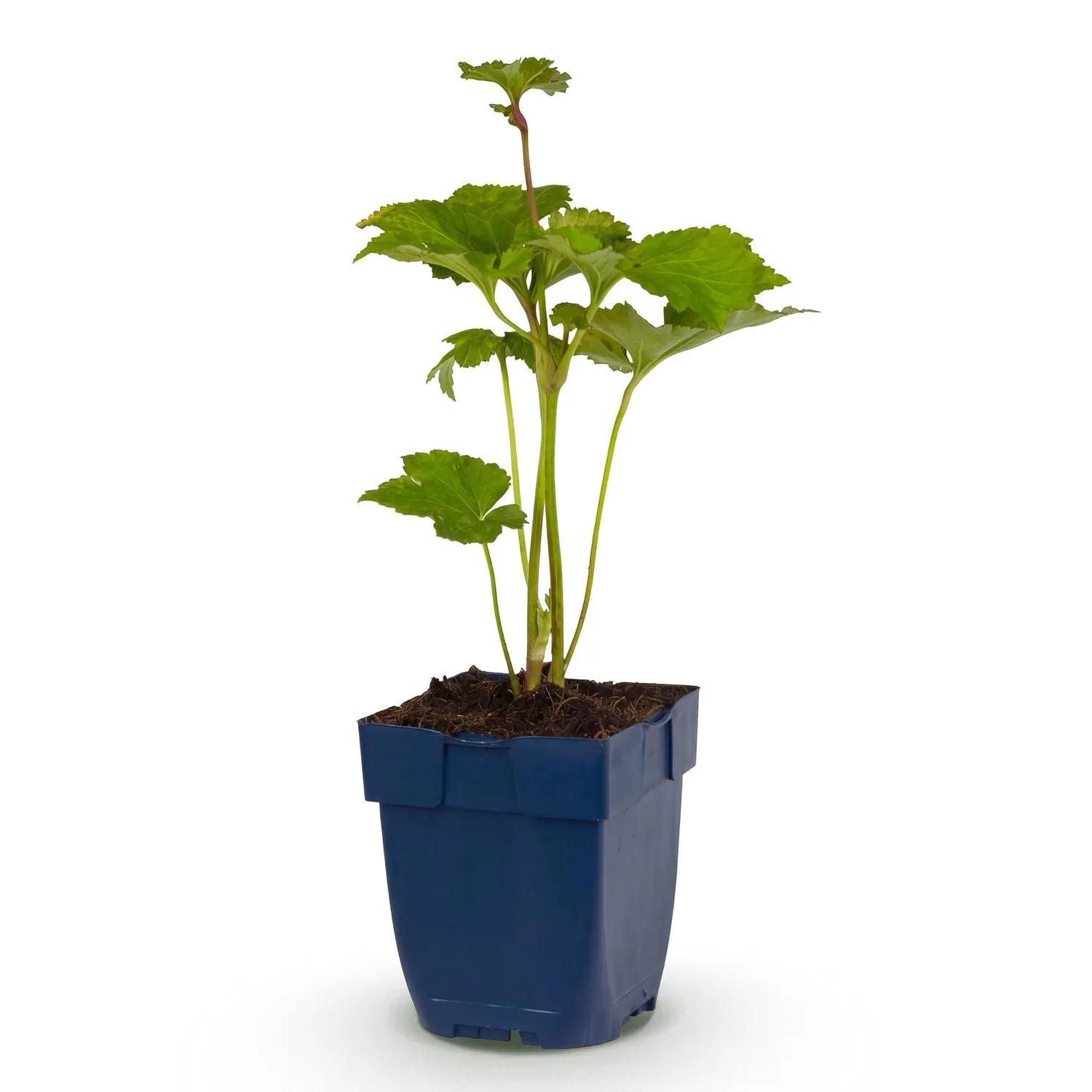 Plant and Stories Anémone Königin Charlotte vivace 1 plant rose