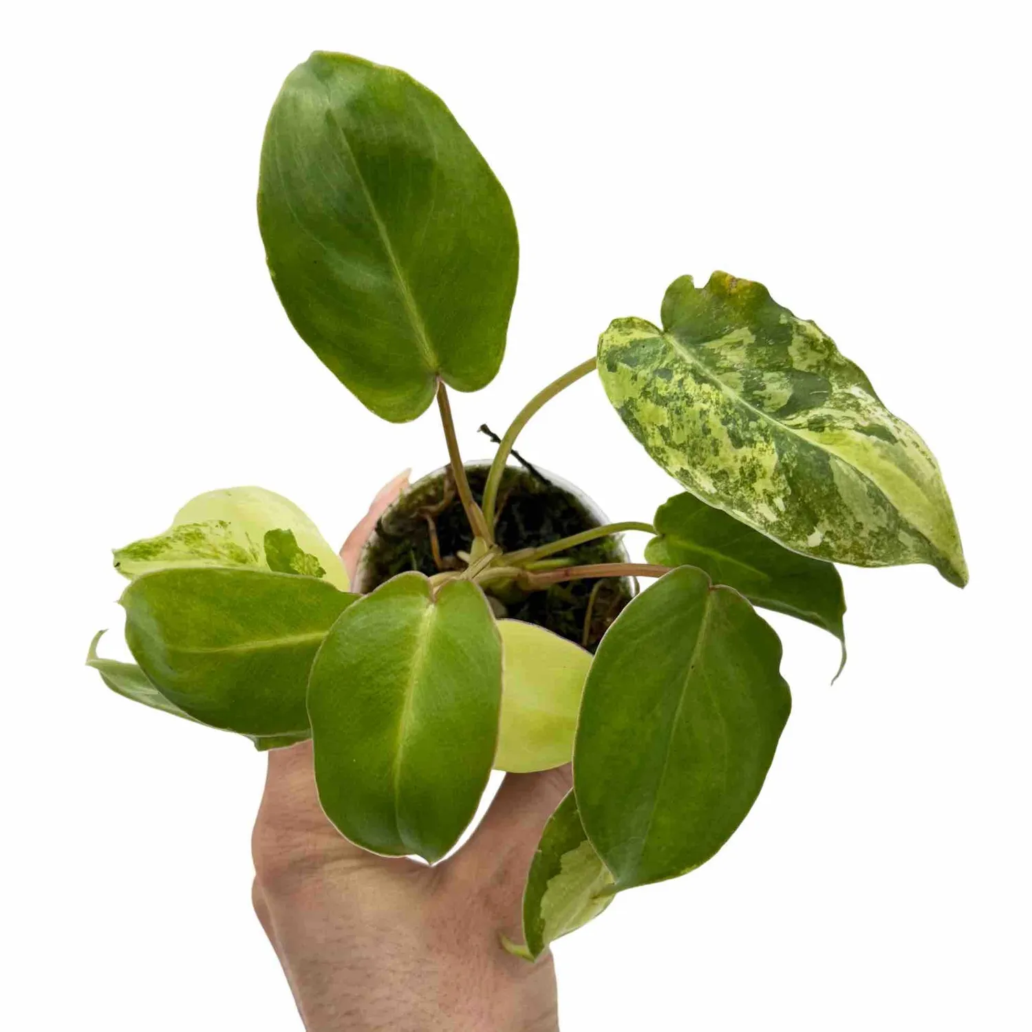 Plant and Stories Burle Marx philodendron panaché 6 cm crème