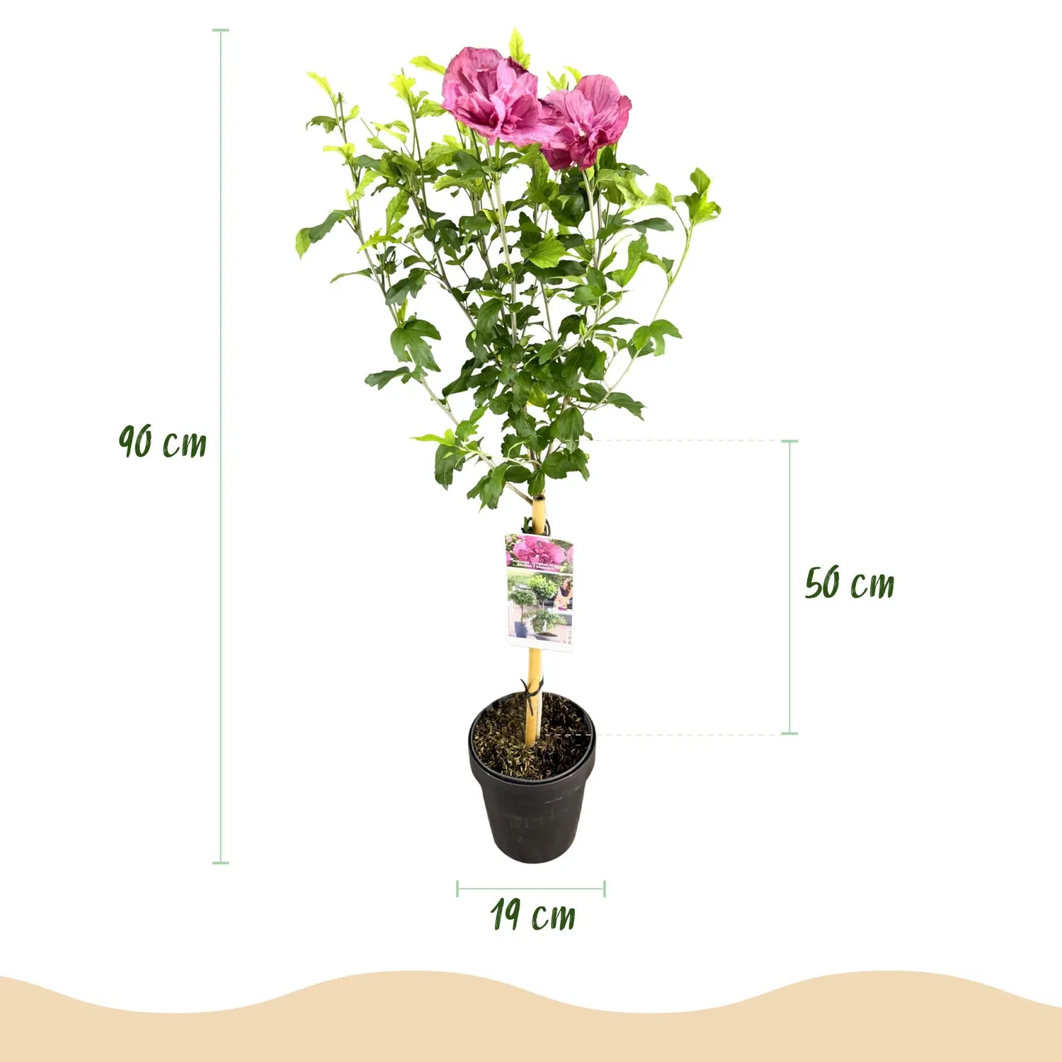 Plant and Stories Hibiscus Magenta Chiffon arbuste pot 19 cm