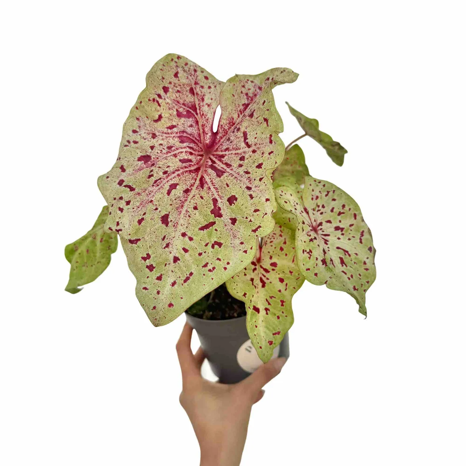 Plant and Stories Caladium Miss Muffet plante 13 cm feuillage rose