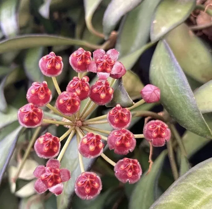 Plant and Stories Hoya Rosita plante 6 cm fleurs parfumées