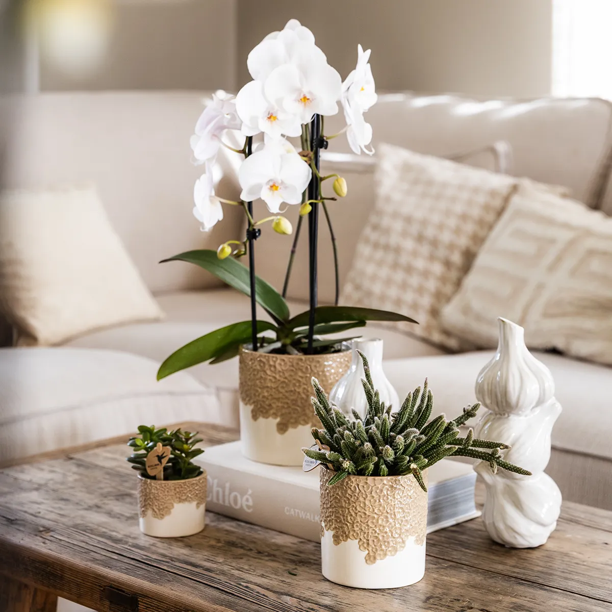 Plant and Stories Phalaenopsis Niagara Falls orchidée blanche