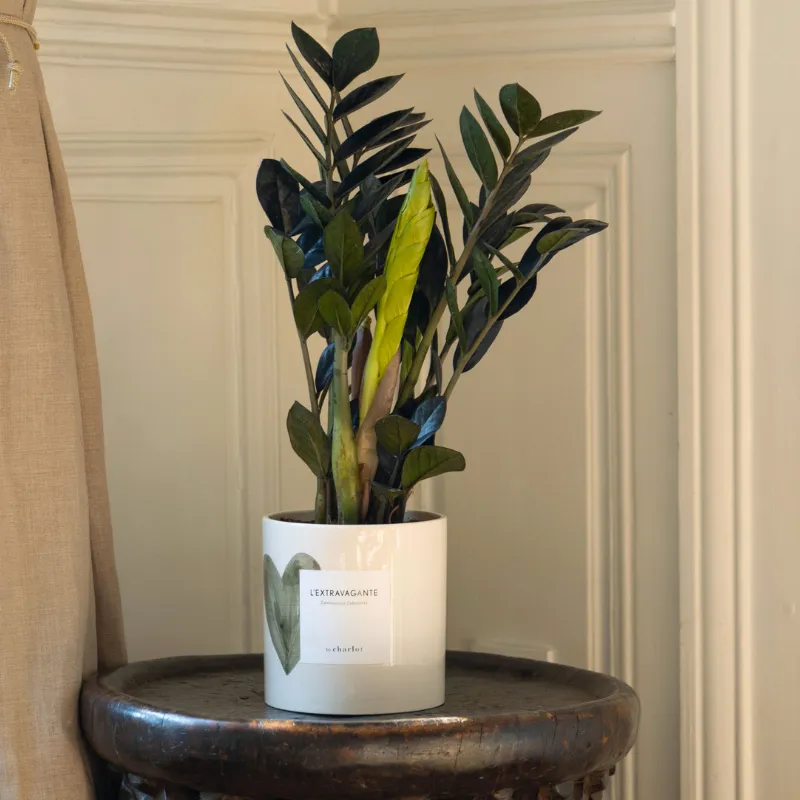 By Charlot L'Extravagante zamioculcas 50 cm pot 14 cm