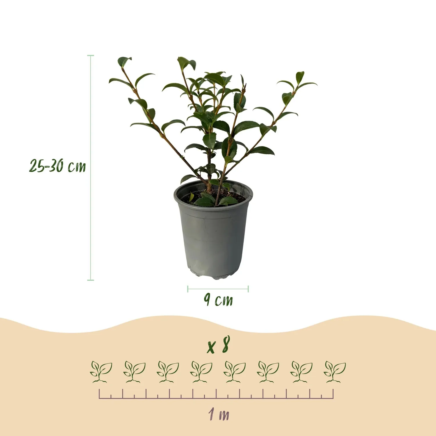 Plant and Stories Osmanthus Burkwoodii plante haie lot 8 persistant