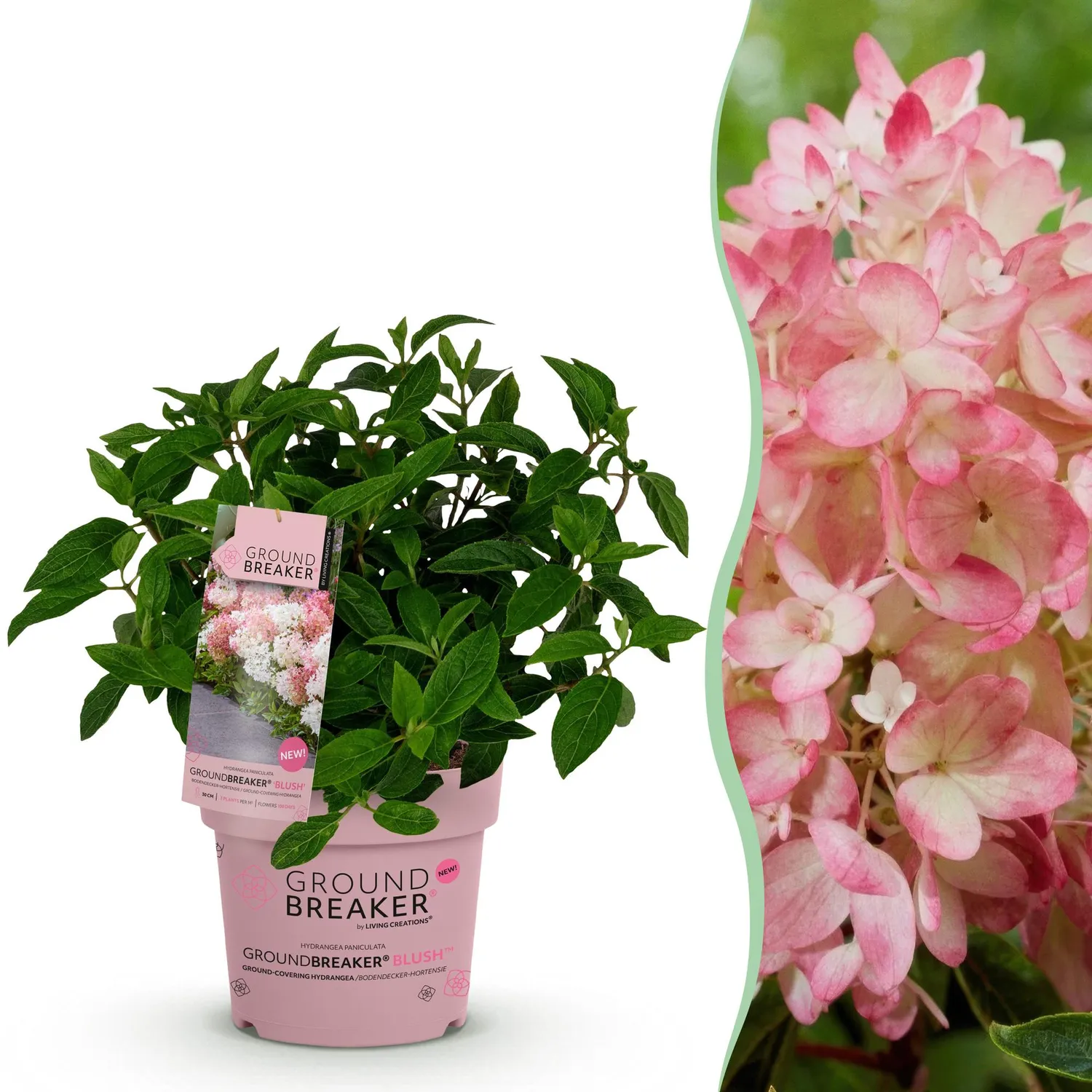 Plant and Stories Hortensia Groundbreaker Blush arbuste 1 plant