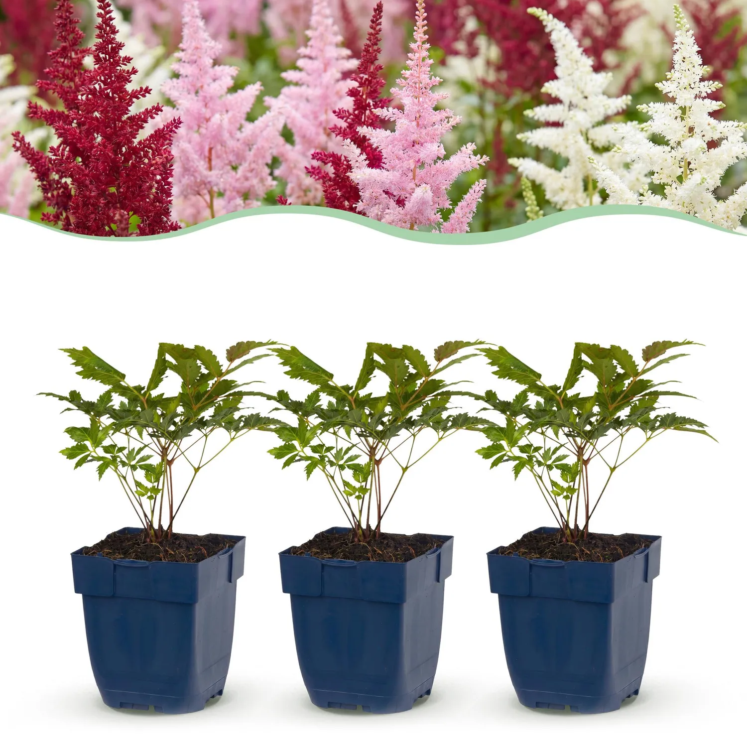 Plant and Stories Deutschland astilbe blanc 1 plant pot 11 cm