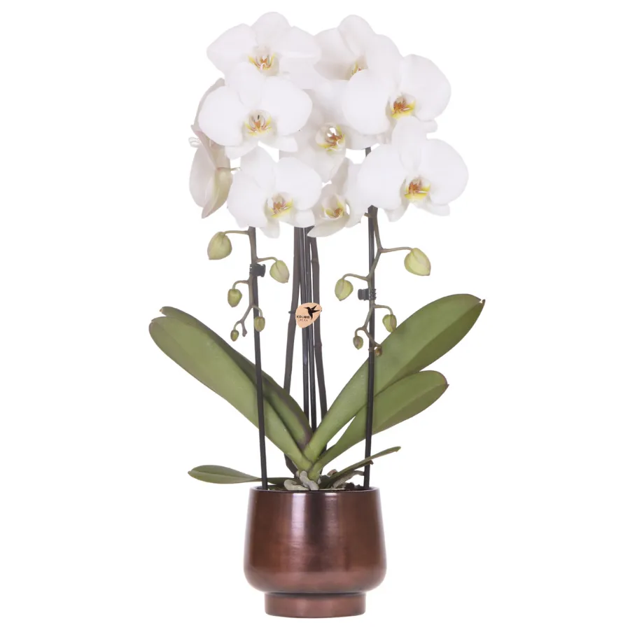 Plant and Stories Niagara Falls orchidée blanche pot 12 cm