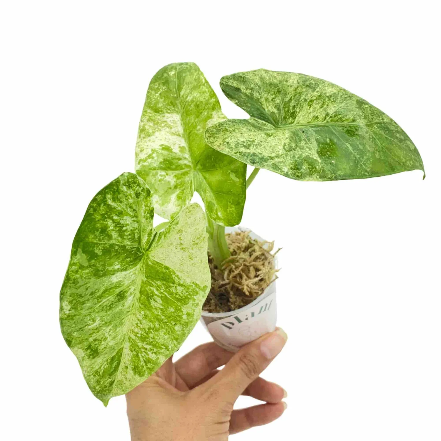 Plant and Stories Alocasia Odora Batik Variegata panachée pot 12 cm