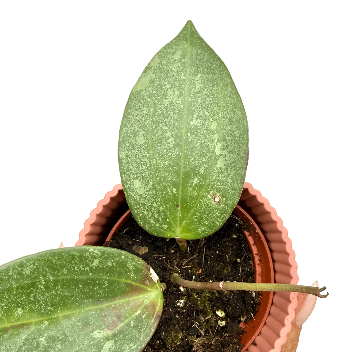 Plant and Stories Hoya Latifolia Rimba Perak plante pot 10 cm