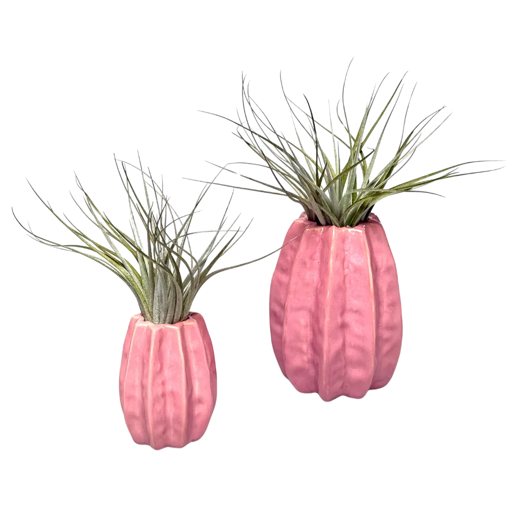 Airplantshop Carambola rose vase céramique + plante aérienne