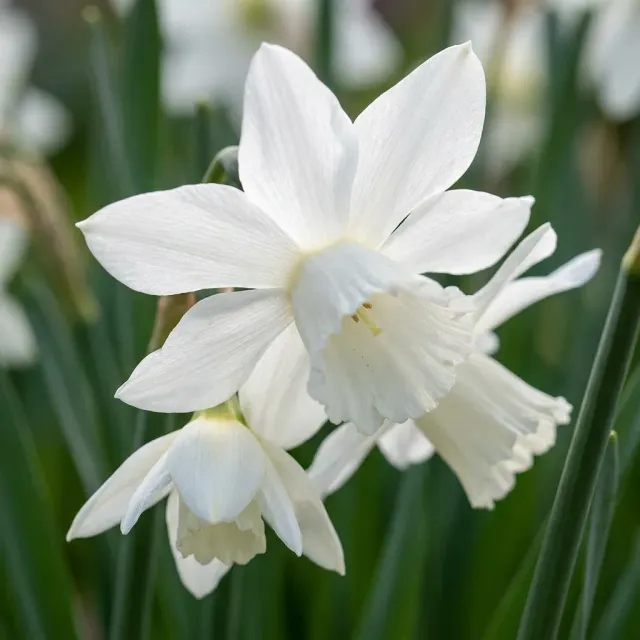Plant and Stories narcisse botanique blanc bulbes 30 blanc pur