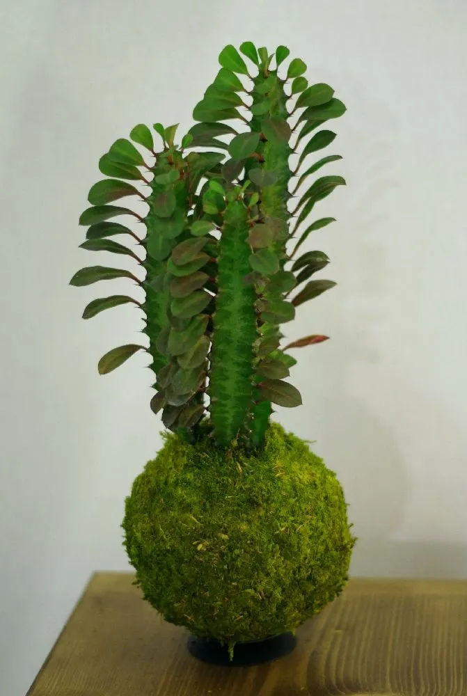 Aquaphyte Ningaloo Ni kokedama euphorbia 12 cm