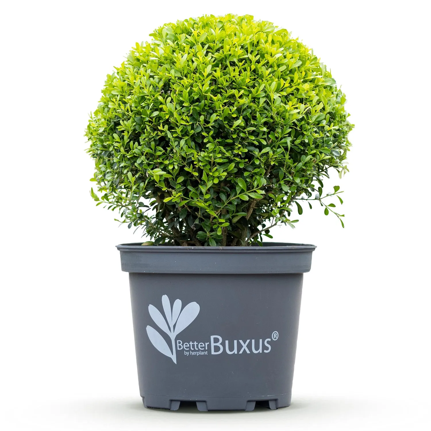 Plant and Stories Buis BetterBuxus arbuste haie pot 26cm résistant