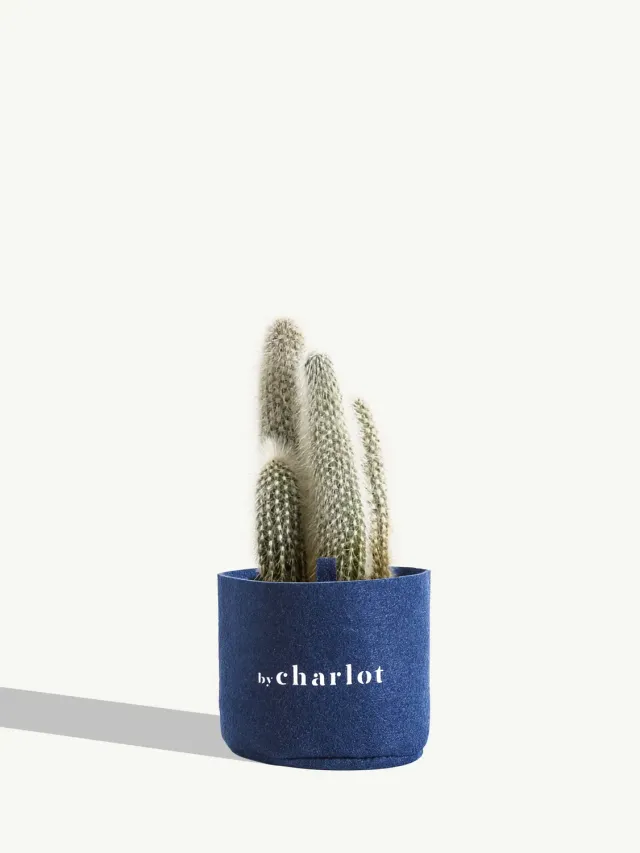 By Charlot Le Chaleureux recharge cactus 10-13 cm
