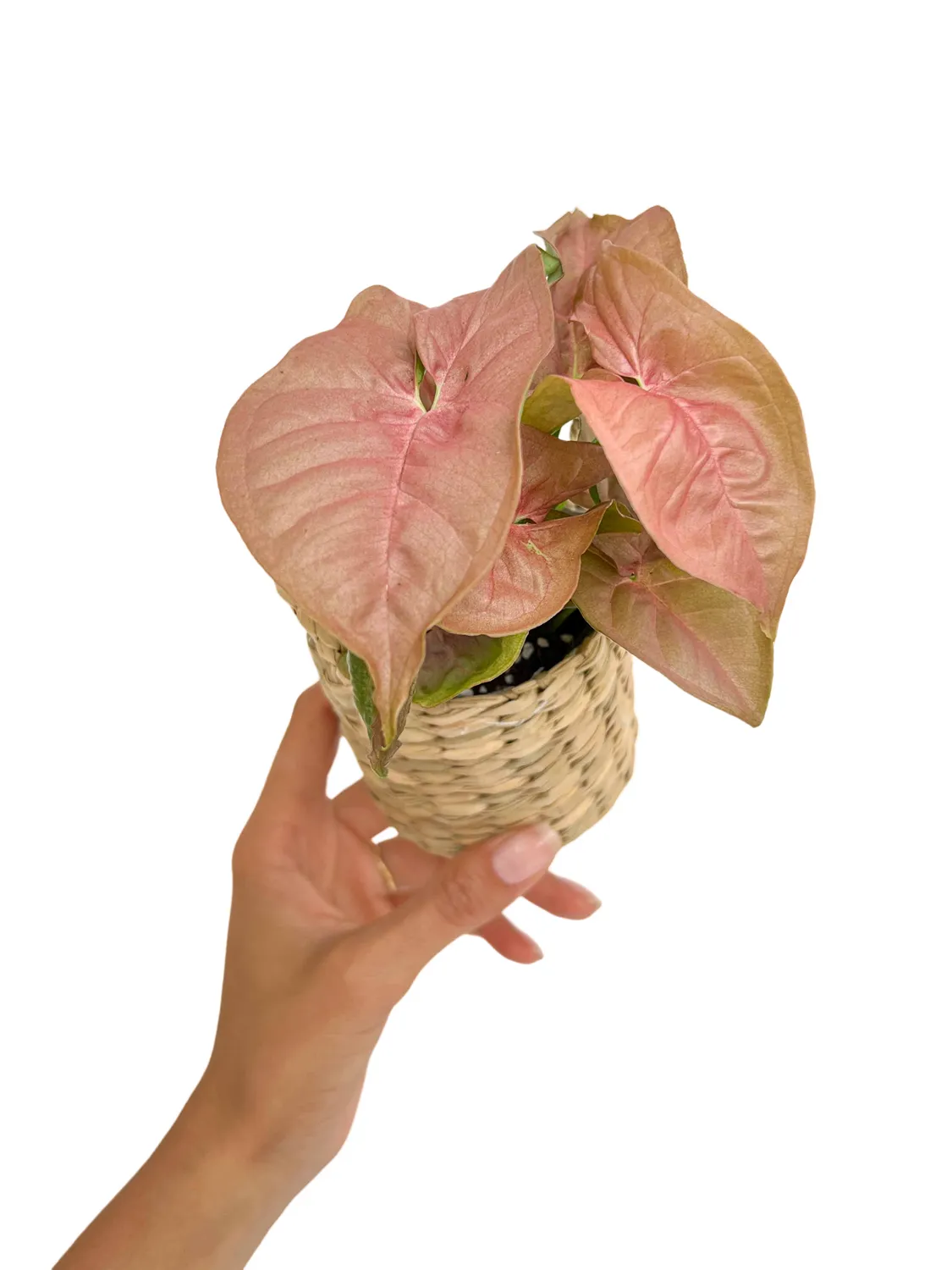 Plant and Stories Syngonium Neon Robusta plante rose osier