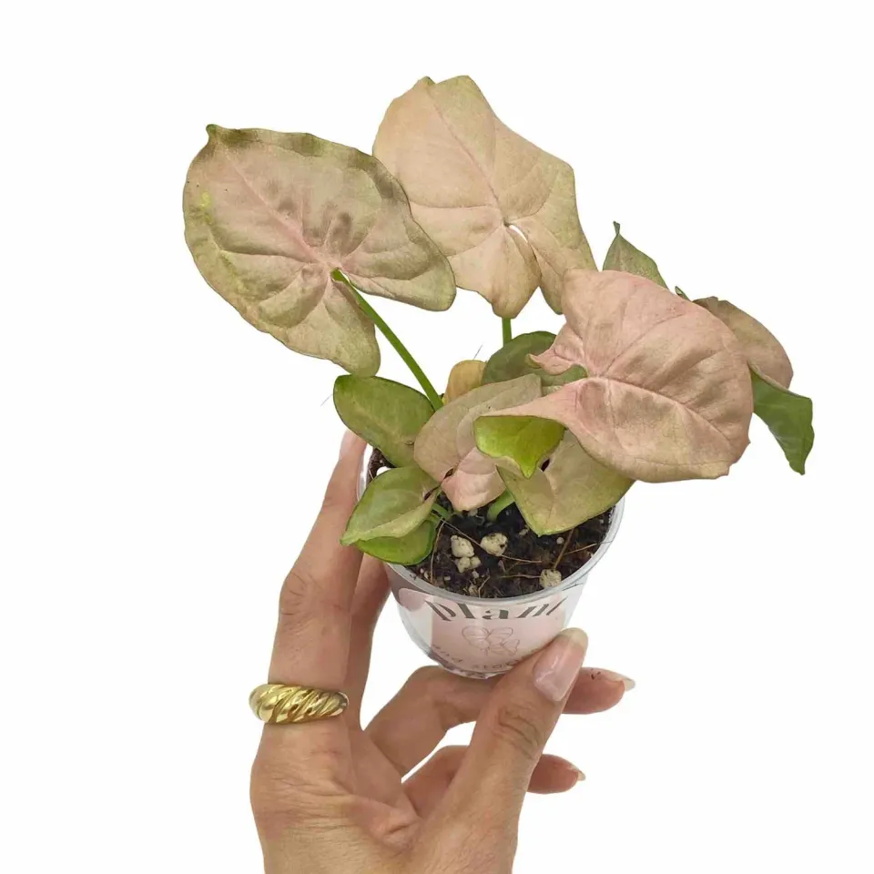 PLANT AND STORIES Syngonium Neon Robusta plante rose pot 6 cm