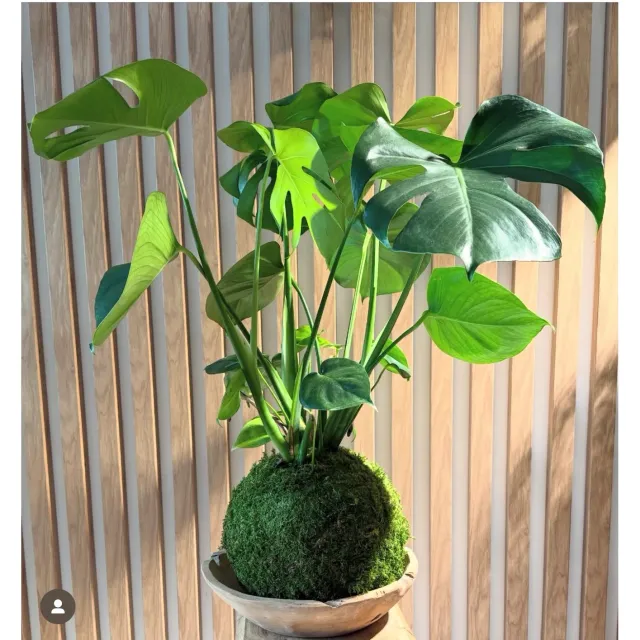 Oh My Green Monstera Deliciosa mousse kokedama XL tropical