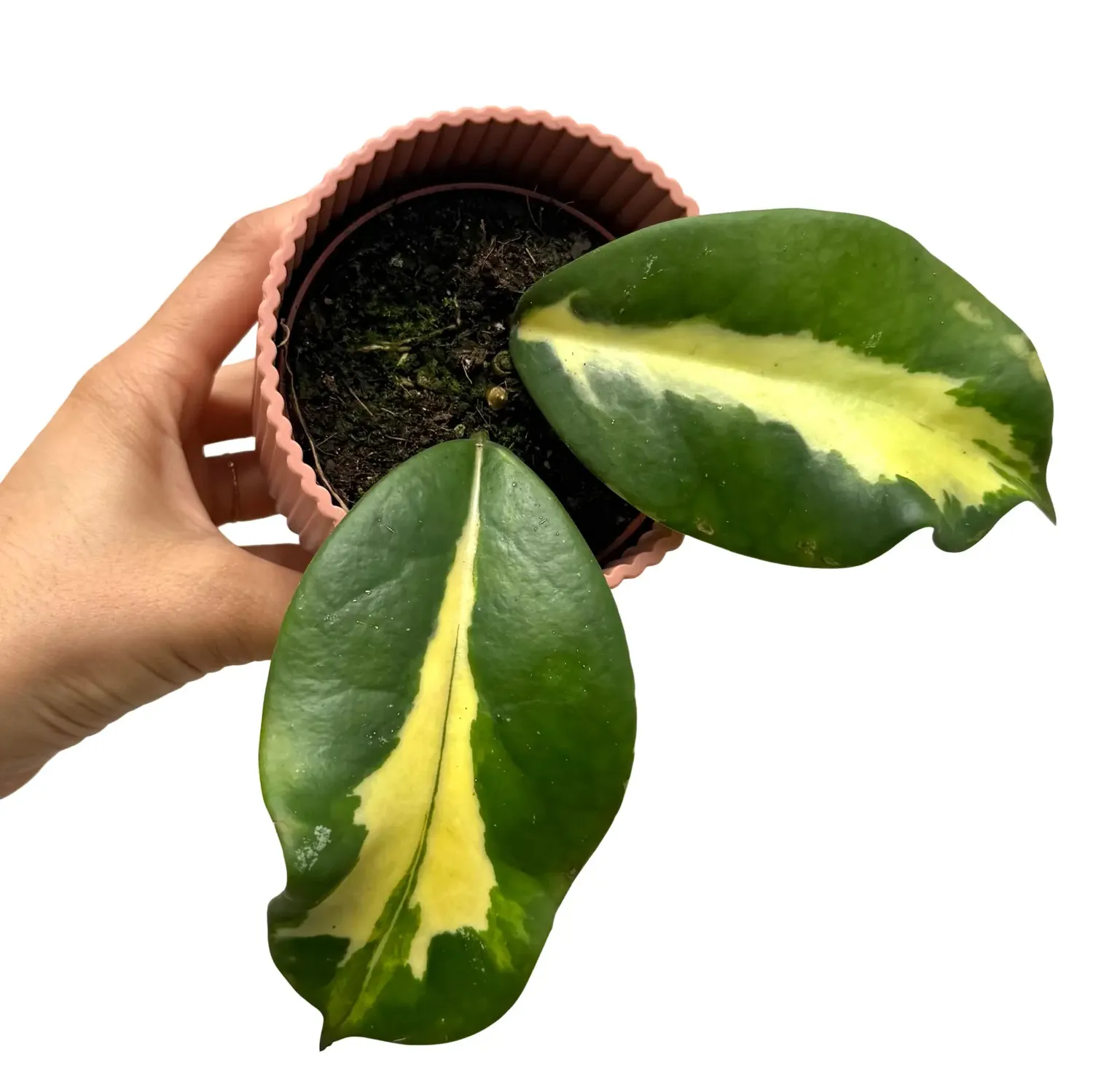 Plant and Stories Maharani hoya diversifolia 8 cm revers nacré