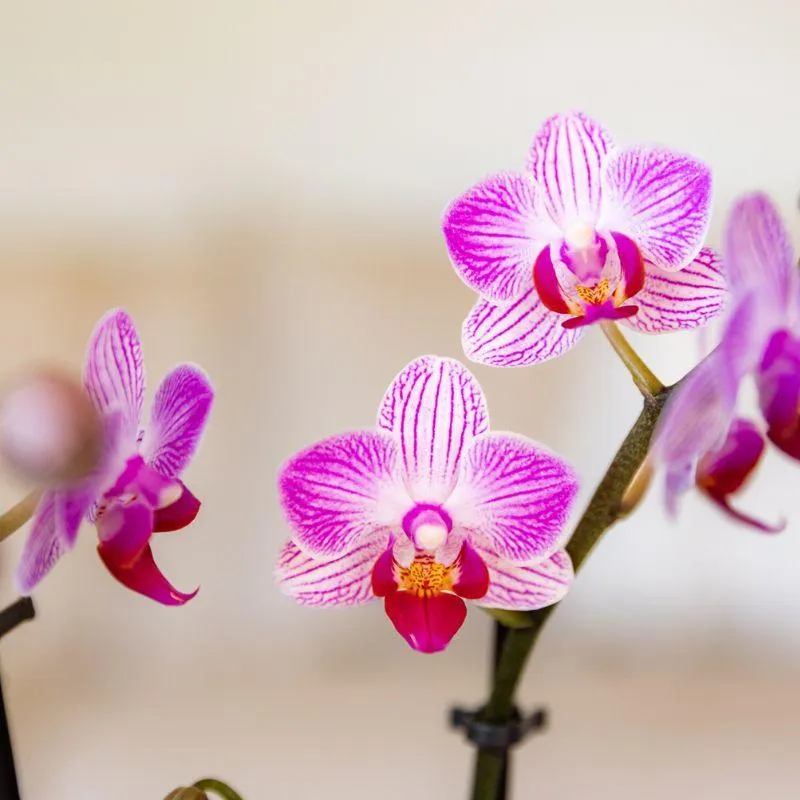 Orchidée Phalaenopsis Switzerland rose pot 9 cm longue floraison