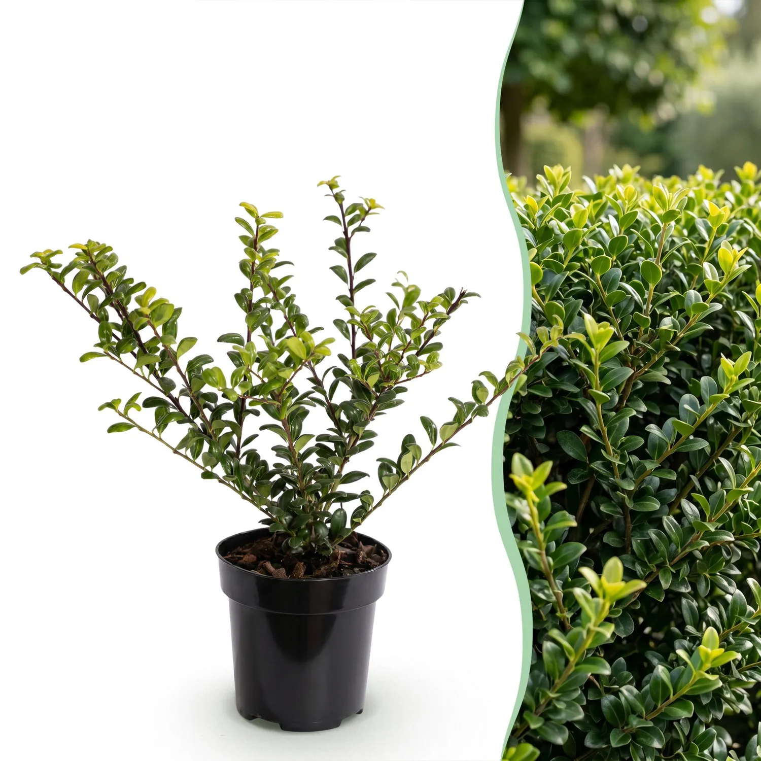 Plant and Stories Golden Gem houx crenele 8 plants persistant